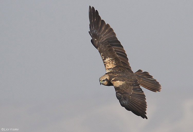  Marsh Harrier  Circus aeruginosus    ,Beit Shean valley, Israel ,November 2010 Lior Kislev                           